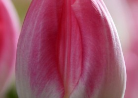 Tulipa First Class (3)